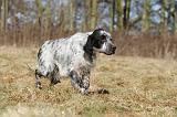 SETTER ANGLAIS 040